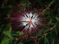 Calliandra angustifolia