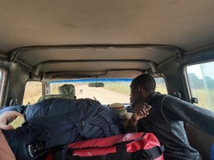 Cephalophus silvicultor