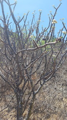 Cnidoscolus multilobus