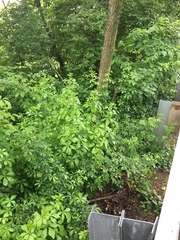 Eleutherococcus sieboldianus