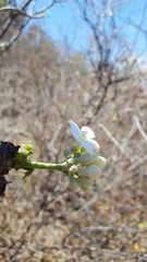 Cnidoscolus multilobus