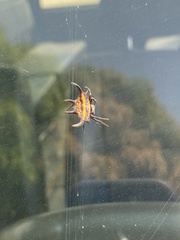 Gasteracantha curvispina