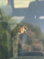 Gasteracantha curvispina