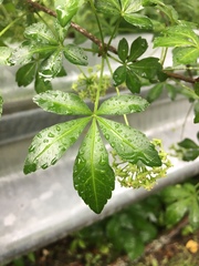 Eleutherococcus sieboldianus