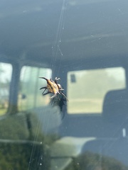 Gasteracantha curvispina