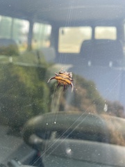 Gasteracantha curvispina
