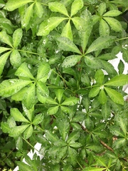 Eleutherococcus sieboldianus