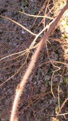 Rubus phoenicolasius