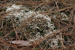 Pyxidanthera brevifolia