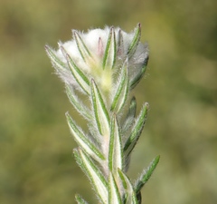 Phylica thodei