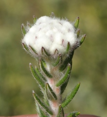 Phylica thodei