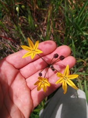 Triteleia ixioides ixioides