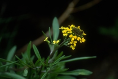 Erysimum coarctatum