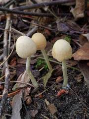 Psathyrella incerta