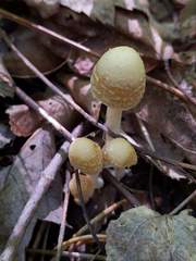 Psathyrella incerta