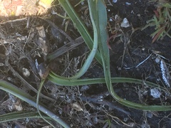 Colchicum montanum