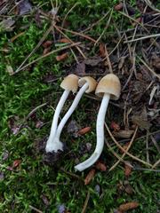 Psathyrella incerta