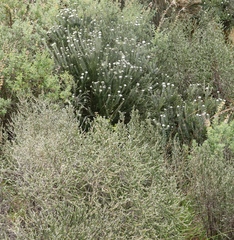 Phylica thodei