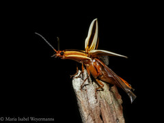 Semiotus serraticornis