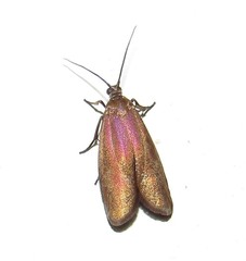 Urodidae