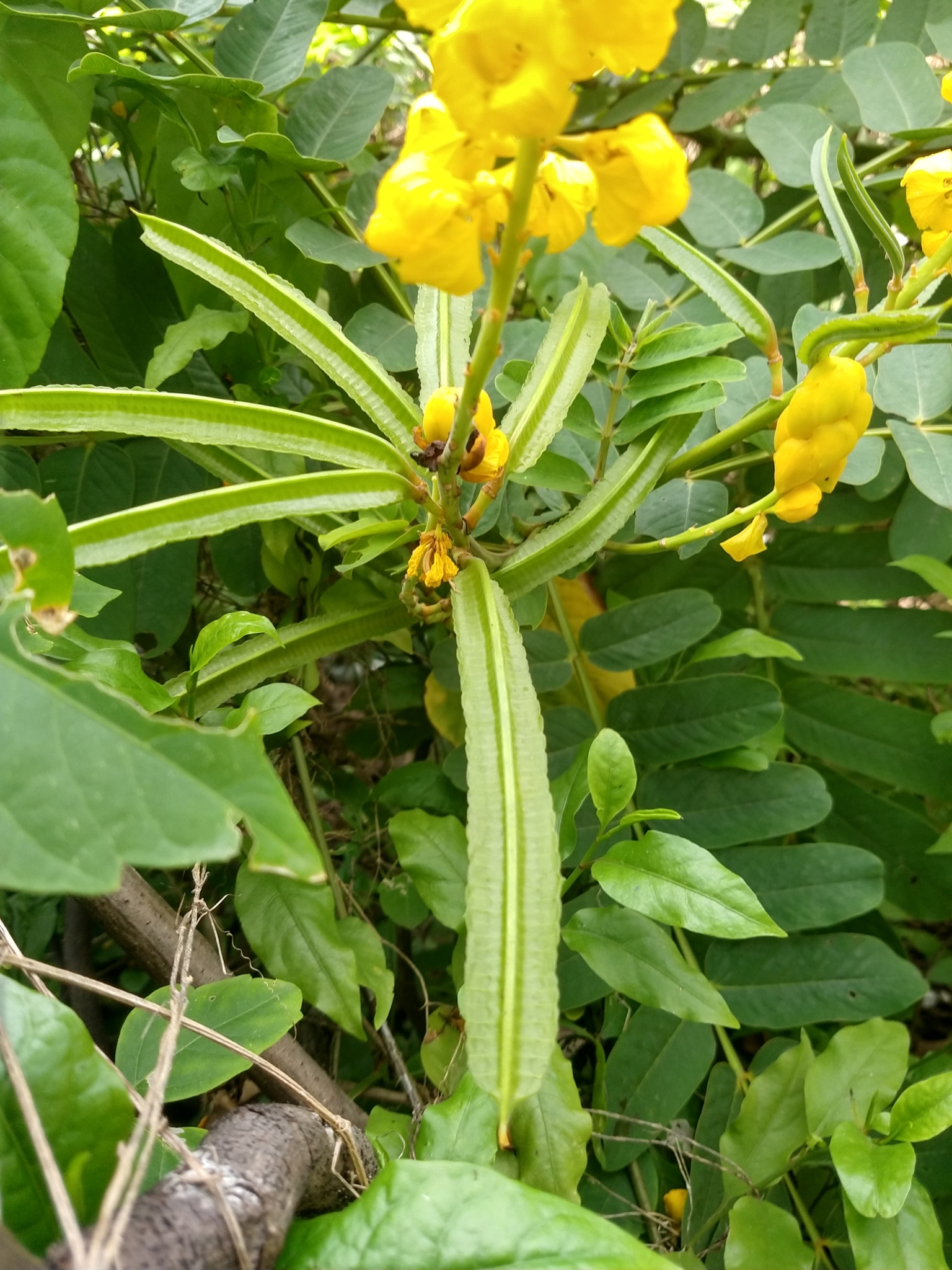 Senna alata