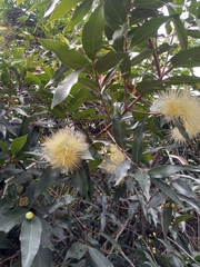 Syzygium aqueum