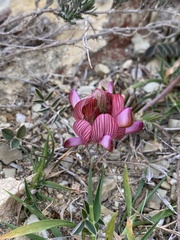 Onobrychis humilis