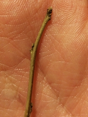 Ilex laevigata