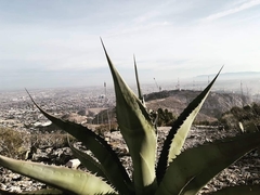 Agave asperrima asperrima