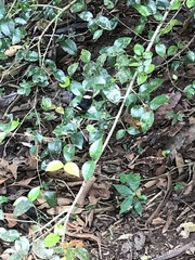 Heliconius sara fulgidus