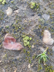 Sphaerocarpos europaeus