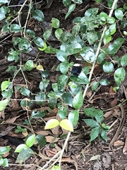 Heliconius sara fulgidus