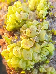 Sphaerocarpos europaeus