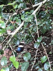 Heliconius sara fulgidus