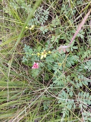 Indigofera hedyantha