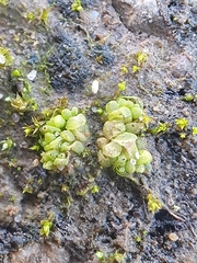 Sphaerocarpos europaeus