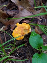 Cantharellus phasmatis