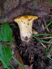 Cantharellus phasmatis