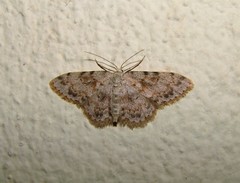 Scopula luridata