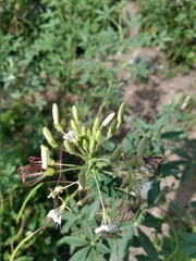 Tarenaya longicarpa