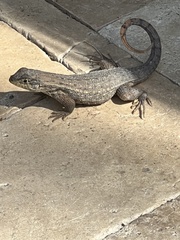 Leiocephalus carinatus