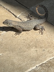 Leiocephalus carinatus