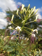 Tarenaya longicarpa