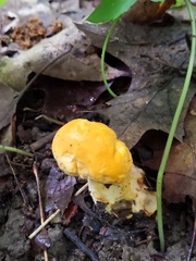 Cantharellus phasmatis