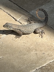 Leiocephalus carinatus