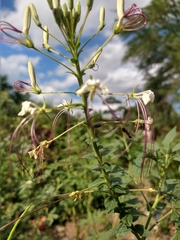 Tarenaya longicarpa