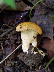 Cantharellus phasmatis