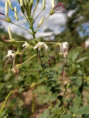 Tarenaya longicarpa