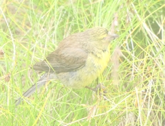 Crithagra symonsi