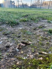 Sphaerocarpos europaeus